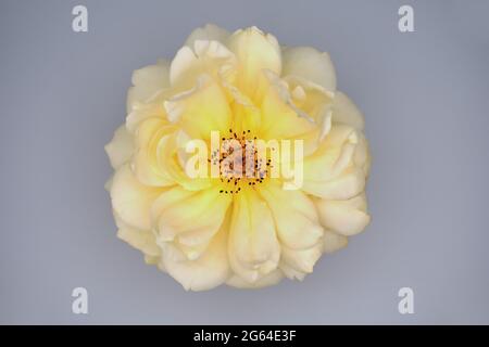 Bright yellow rose blossom against gray background Stock Photo
