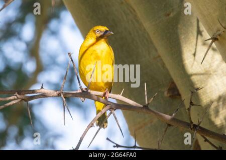 Cape Weaver (Ploceus capensis) male perched in Fever Tree on Breede River, Western Cape, South Africa Stock Photo
