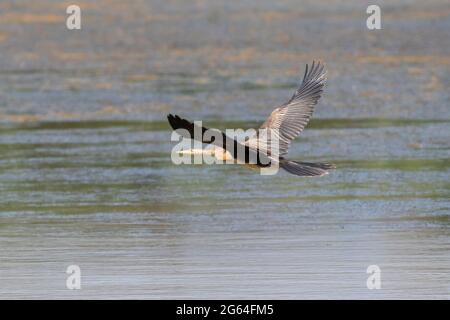 African darter (Anhinga rufa) , Western Cape, South Africa drying its wings  after diving. This bird has no oil in its feathers to reduce bouyancy whil  Stock Photo - Alamy