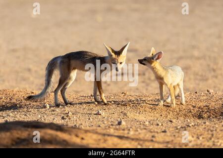 Cape Fox (Vulpes chama) cub with mother at den, aka cama fox or silver-backed fox, Kalahari, Northern Cape, South Africa at dawn Stock Photo