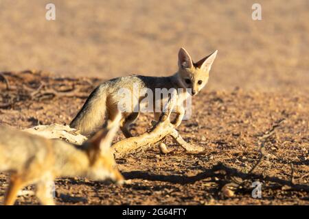 Cape Fox pups or kits playing (Vulpes chama) aka cama fox or silver-backed fox,  Kalahari, Northern Cape, South Africa at dawn Stock Photo