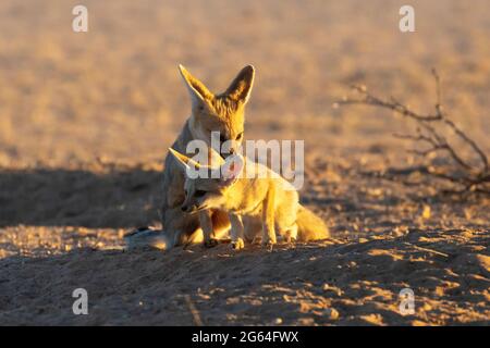 Cape Fox (Vulpes chama) vixen grooming kit at dawn, aka cama fox or silver-backed fox, Kalahari, Northern Cape, South Africa Stock Photo