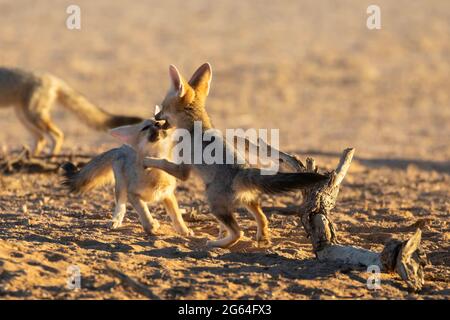 Two Cape Fox kits or pups playing, (Vulpes chama) aka cama fox or silver-backed fox,  Kalahari, Northern Cape, South Africa at dawn Stock Photo