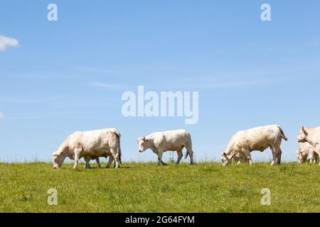 Herd of white Charolais cows and calves grazing in a green pasture on the skyline against a sunny clear blue sky with copyspace. Cattle bred for their Stock Photo