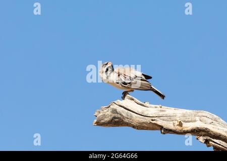 Scaly-feathered Finch / Scaly-feathered Weaver (Sporopipes squamifrons) scratching, Kalahari, Northern Cape, South Africa Stock Photo