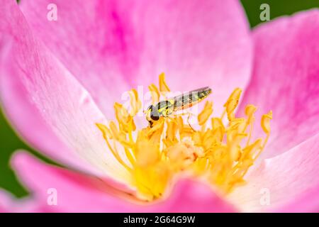 Hoverfly, Sphaerophoria scripta, insect eating pollen on a rose Stock Photo