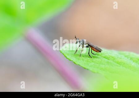 A fly, Dioctria hyalipennis, standing on a leaf in the garden Stock Photo