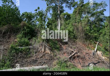 IVORY COAST, Yamoussoukro, deforestation for new plantaions like oil palms, rubber and timber trade, cotton tree / ELFENBEINKUESTE, Yamoussoukro, Abholzung für Plantagen und Holzhandel Stock Photo