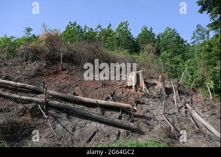IVORY COAST, Yamoussoukro, deforestation for new plantaions like oil palms, rubber and timber trade / ELFENBEINKUESTE, Yamoussoukro, Abholzung für Plantagen und Holzhandel Stock Photo