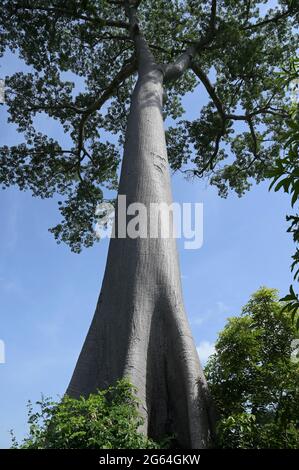 Silk rubber tree hi-res stock photography and images - Alamy