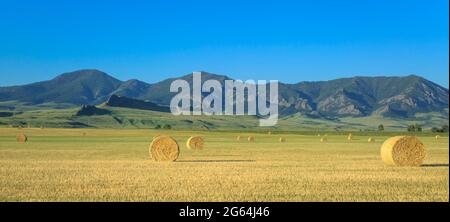 panorama of hay bales below the adel mountains near cascade, montana Stock Photo