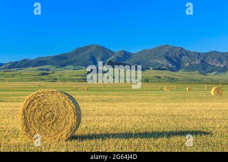 hay bales below the adel mountains near cascade, montana Stock Photo