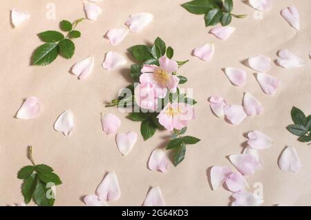 pink buds flowers and rose petals, green leaves are spread out on a beige background Stock Photo