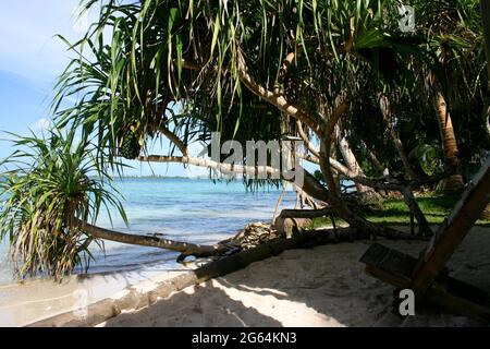 Jaluit atoll, Marshall Islands - Pandanus tree over turquoise lagoon Stock Photo