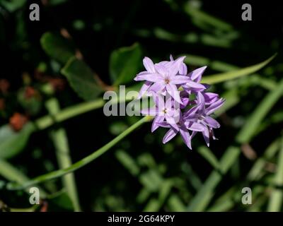 Lavender Society Garlic Flowers and Leaves in Garden Stock Photo