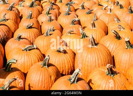 Pumpkin patch at a local farm in New Jersey during the Fall season. Stock Photo