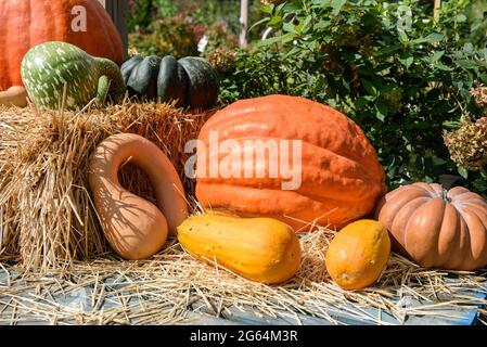 Pumpkins and squash with a bale of hay and greenery at a local farmers market. Stock Photo