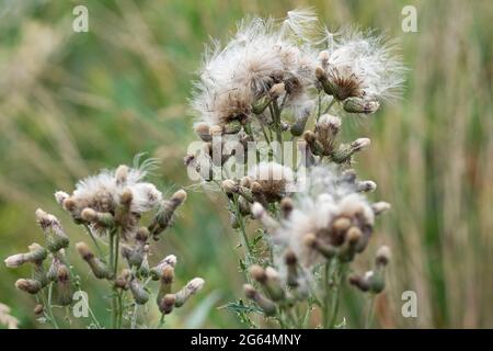 Cirsium arvense, Creeping Thistle, Canada Thistle, Field Thistle Stock Photo