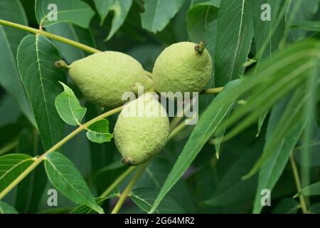 Black Walnut Fruit (Juglans nigra) Stock Photo