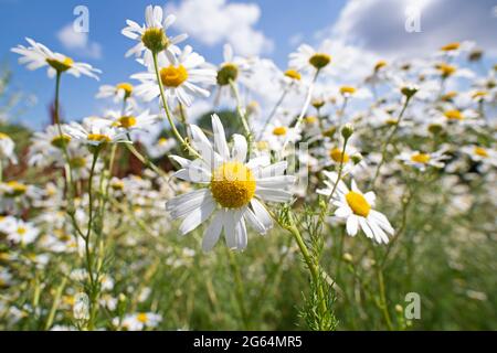Camomile, Chamomile Flowers growing wild in a field Close up Stock Photo