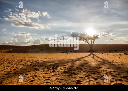 A tree in the middle of the desert. The Kalahari Desert is a large semi-arid sandy savannah in Southern Africa extending for 900,000 square kilometres, covering much of Botswana, and parts of Namibia and South Africa. Stock Photo