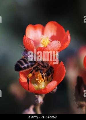 Bee on Desert Globemallow wildflower. Beautiful orange colored flower and honeybee. Stock Photo