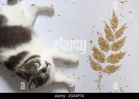 Cat with a spikelet made of grains. Concept of healthy cat. Stock Photo