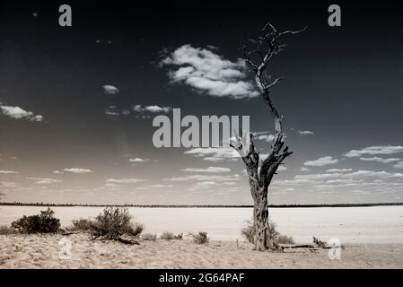 A tree in the middle of the desert. The Kalahari Desert is a large semi-arid sandy savannah in Southern Africa extending for 900,000 square kilometres, covering much of Botswana, and parts of Namibia and South Africa. Stock Photo