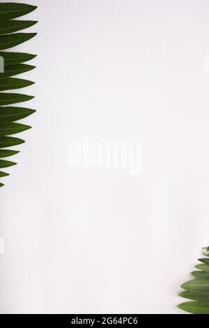 Frame made of green tropical leaves on white background Stock Photo - Alamy
