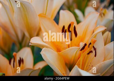 Beige lily is a rare variety growing in the summer garden. Floral abstraction. Floral background. Close-up. Summer time of the year. Stock Photo