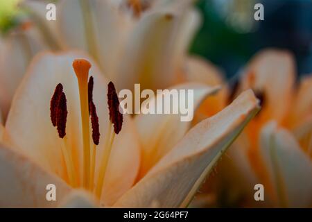 Beige lily is a rare variety growing in the summer garden. Floral abstraction. Floral background. Close-up. Summer time of the year. Stock Photo