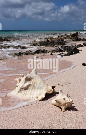 Two big seashells on the beach close to water. Stock Photo