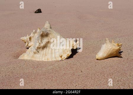 Shells on the beach. Pink Caribbean sand Stock Photo