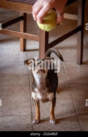 Cute little brown chihuahua dog looking intensely at its tennis ball