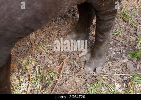 The hind feet of a Baird's tapir, Tapirus bairdii. Stock Photo