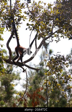 A Geoffroy's spider monkey, Ateles geoffroyi, silhouetted on a branch. Stock Photo