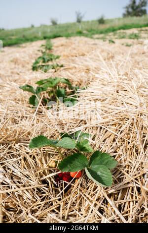 Growing Strawberries, use Straw to protect the fruit. Straw around