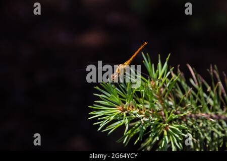 Close up of dragonfly on the pine branch and black background  Stock Photo