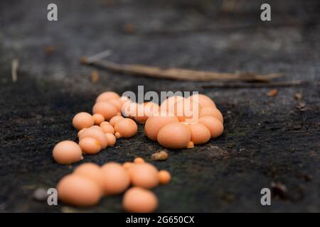 Fruiting bodies of the myxogastrid commonly known as wolf's milk growing on damp wood Stock Photo