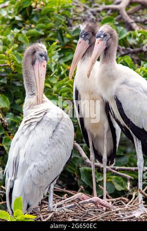 Juvenile wood storks (Mycteria americana) in nest - Wakodahatchee Wetlands, Delray Beach, Florida, USA Stock Photo