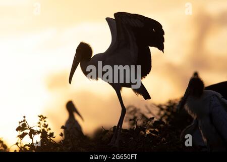 Wood storks (Mycteria americana) silhouetted at sunrise - Wakodahatchee Wetlands, Delray Beach, Florida, USA Stock Photo