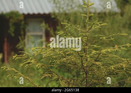 Young green spruce on the background of an old wooden house, surrounded by greenery. Rural landscape. Green spruce near the hut on a summer day. Stock Photo