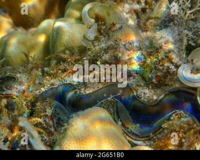 Underwater pictures of beautiful coral reef Stock Photo