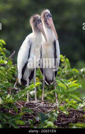 Juvenile wood storks (Mycteria americana) in nest - Wakodahatchee Wetlands, Delray Beach, Florida, USA Stock Photo