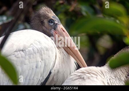 Close-up of juvenile wood stork (Mycteria americana) - Wakodahatchee Wetlands, Delray Beach, Florida, USA Stock Photo