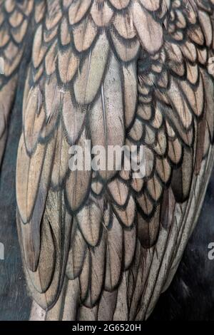 Abstract feather patterns of a Double-crested cormorant (Phalacrocorax auritus) - Green Cay Wetlands - Boynton Beach, Florida, USA Stock Photo