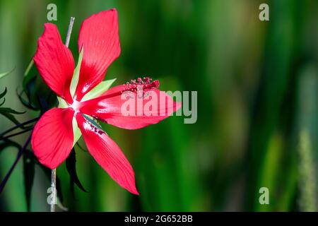 Scarlet rosemallow (Hibiscus coccineus) or Swamp Hibiscus - Green Cay Wetlands, Boynton Beach, Florida, USA Stock Photo