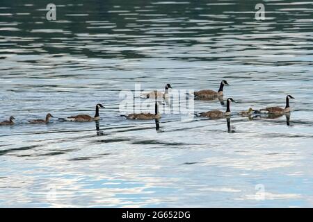 Canada geese (Branta canadensis), Montana WILD, Helena, Montana