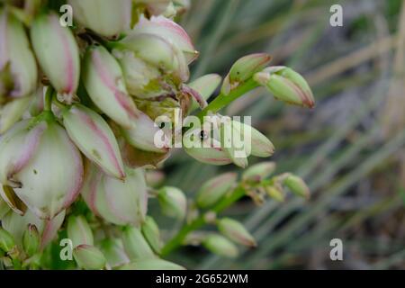 Lady Bug on Bear Grass at Matthews Winters Park in Golden Colorado Stock Photo