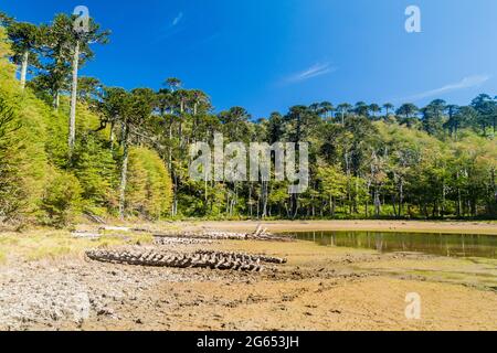 Araucaria forest in National Park Herquehue, Chile. The tree is called Araucaria araucana (commonly: monkey puzzle tree, monkey tail tree, Chilean pin Stock Photo